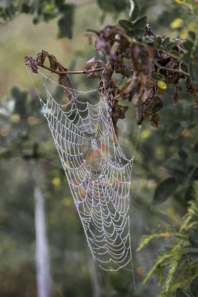 Ağacın Dallarından Sarkan Bir Örümcek Ağının Dikey Görüntüsü — Stok fotoğraf