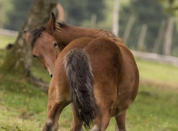 Bask Ülkesindeki Bir Atın Yakın Plan Fotoğrafı — Stok fotoğraf