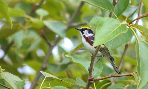 Selective Focus Shot Perched Chestnut Sided Warbler — Zdjęcie stockowe