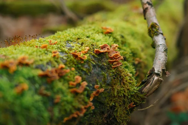 Närbild Svamp Som Växer Ett Träd Med Gröna Växter — Stockfoto