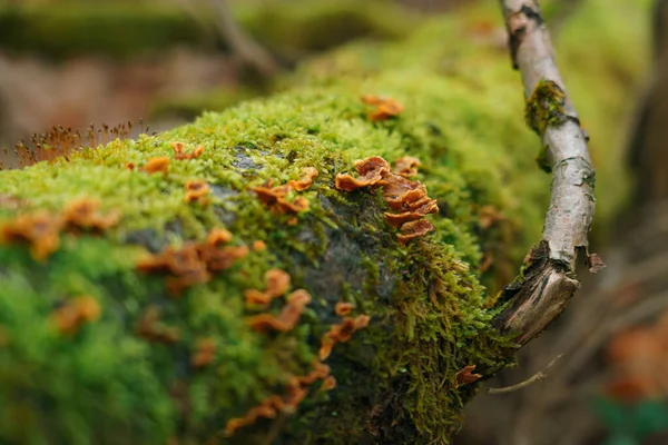 Plan Rapproché Champignon Poussant Sur Arbre Aux Plantes Vertes — Photo