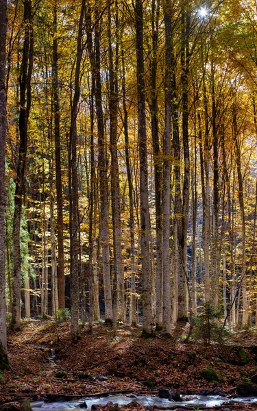 Красивий Пейзаж Осінньому Буковому Лісі — стокове фото