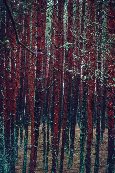 Вертикальный Кадр Осеннего Леса Куршской Косы Литве — стоковое фото