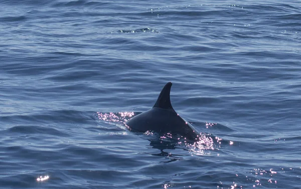 Ένα Κοντινό Πλάνο Ενός Δελφινιού Που Κολυμπάει Στην Κανταβρική Θάλασσα — Φωτογραφία Αρχείου