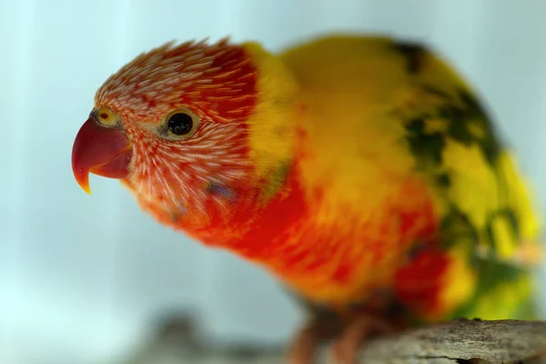 罗丝拉 卢蒂诺鹦鹉的选择性聚焦镜头 — 图库照片