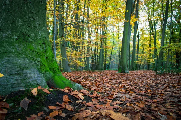 Krásný Les Spadlým Podzimním Listím Zemi — Stock fotografie