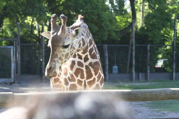 Egy Közeli Kép Egy Cuki Zsiráfról Állatkertben — Stock Fotó