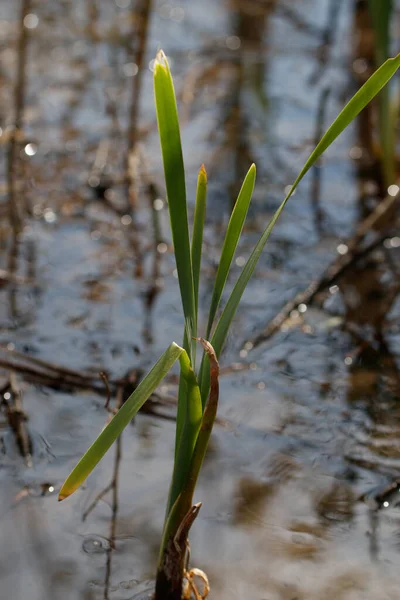 Una Pianta Dolce Bandiera Che Cresce Sulla Riva Del Lago — Foto Stock