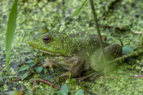 Detailní Záběr Žáby Lese Během Dne — Stock fotografie