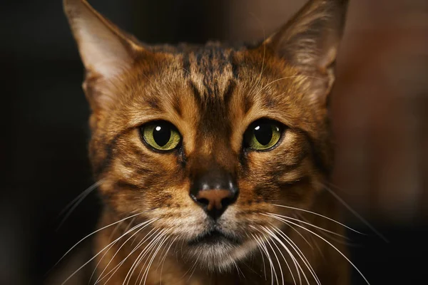 一只条纹斑斑的猫的特写镜头 — 图库照片