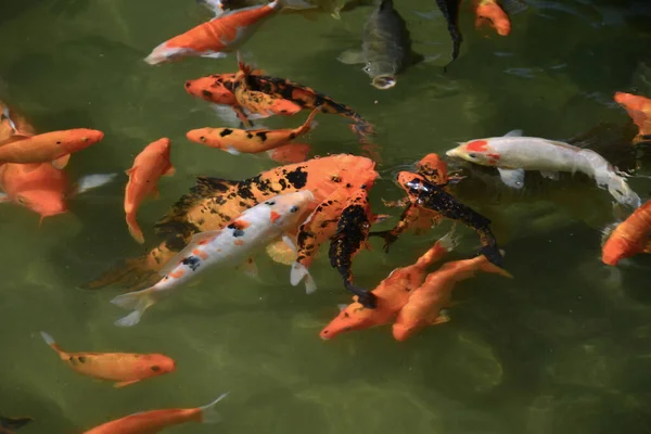 Foto Close Ikan Mas Koi Merah Berenang Kolam — Stok Foto