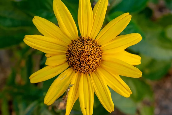 Closeup Beautiful Yellow Perennial Sunflower Garden — Stock fotografie