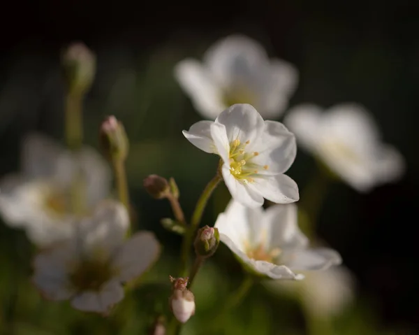 Μια Ρηχή Φωτογραφία Ιρλανδέζικα Λουλούδια Ανθίζουν Στον Κήπο — Φωτογραφία Αρχείου
