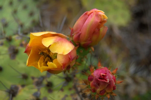 Closeup Shot Pink Yellow Roses Garden Day — Zdjęcie stockowe