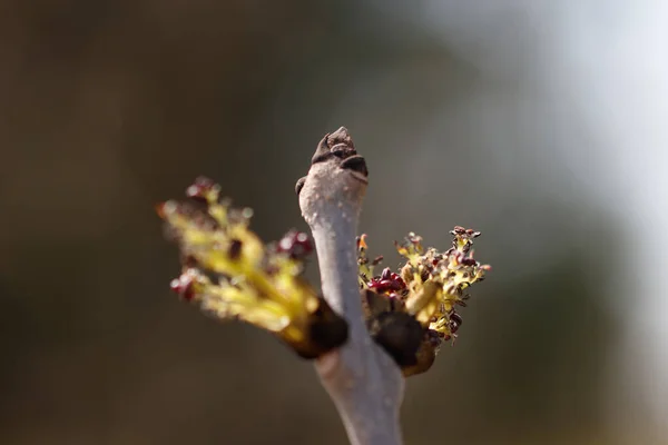 Una Ramita Con Brotes Floreciendo Árbol Fondo Borroso — Foto de Stock