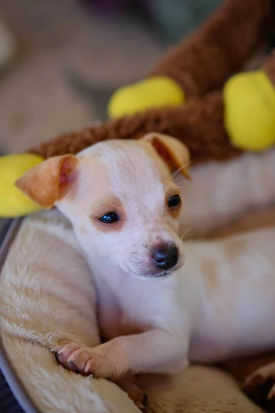 Portrait Adorable Pinscher Puppy Small Bed Blurry Background — Zdjęcie stockowe