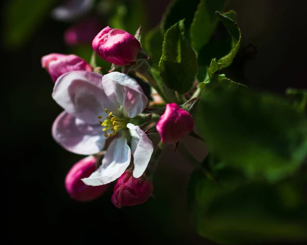 Une Belle Fleur Rose Sur Pommier — Photo