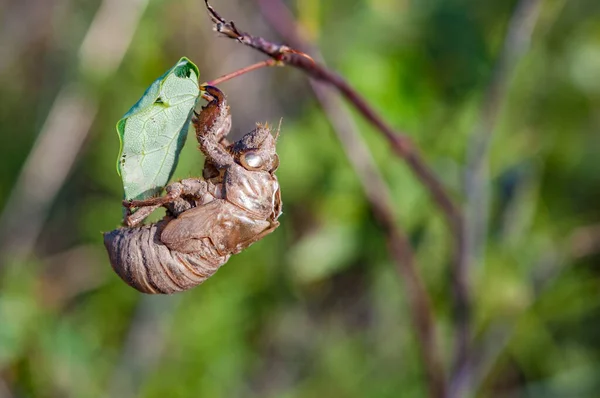 背景がぼやけている庭の植物の昆虫のクローズアップショット — ストック写真