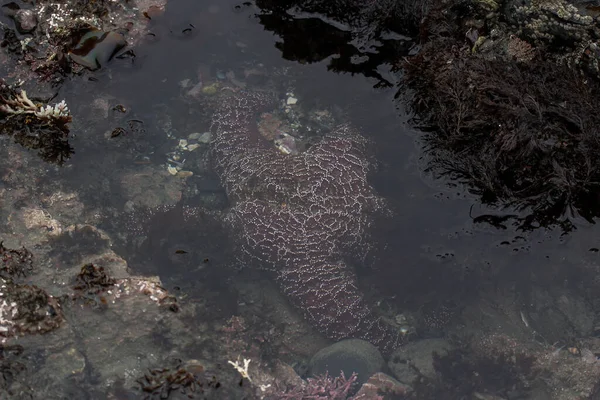 Closeup Starfish Rock Underwate — ストック写真