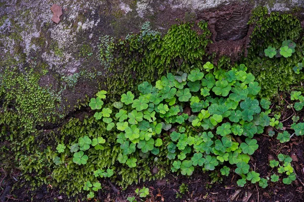 Πράσινα Φυτά Στο Εθνικό Πάρκο Great Smoky Mountains — Φωτογραφία Αρχείου