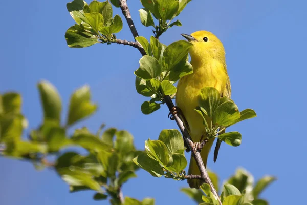 Selective Focus Shot Yellow Warbler North Bird — Stock Fotó