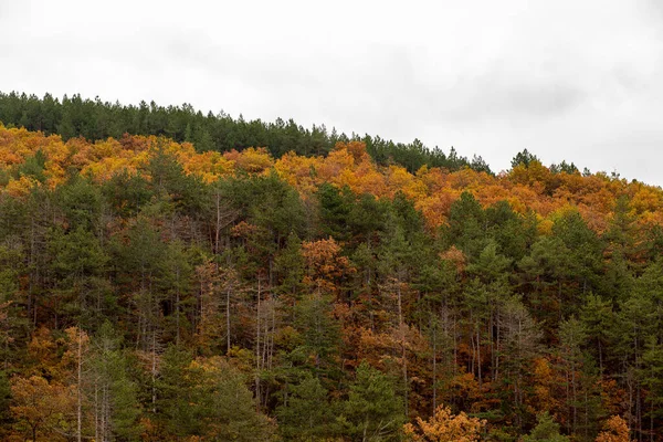 Een Prachtige Opname Van Een Herfst Uitzicht Met Kleurrijke Bomen — Stockfoto