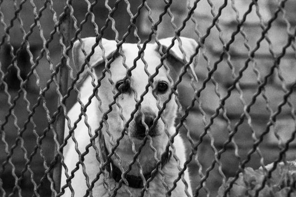 Grayscale Shot Terrier Dog Wired Fence — Stock Fotó