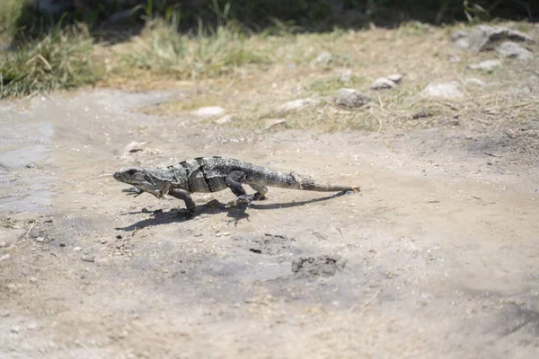 Meksika Daki Yucatan Iguanasının Yakın Çekimi — Stok fotoğraf