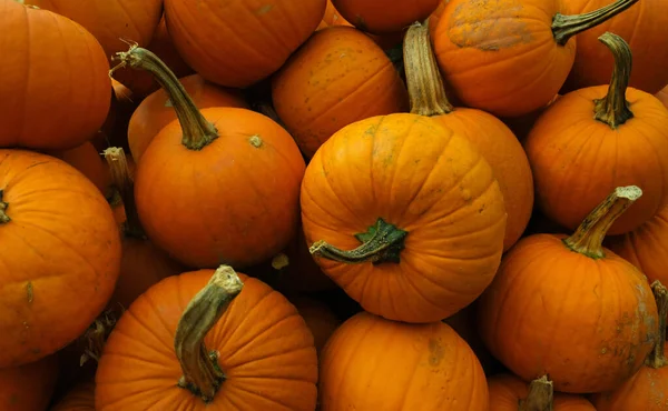 Closeup Shot Pile Pumpkins Royalty Free Stock Images