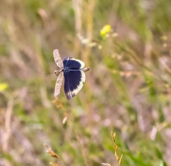 Ein Blauer Schmetterling Auf Feldgras — Stockfoto