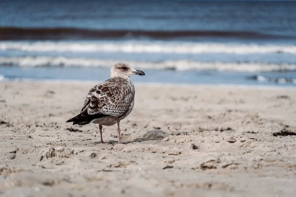 Селективный Снимок Сельди Стоящей Пляже — стоковое фото