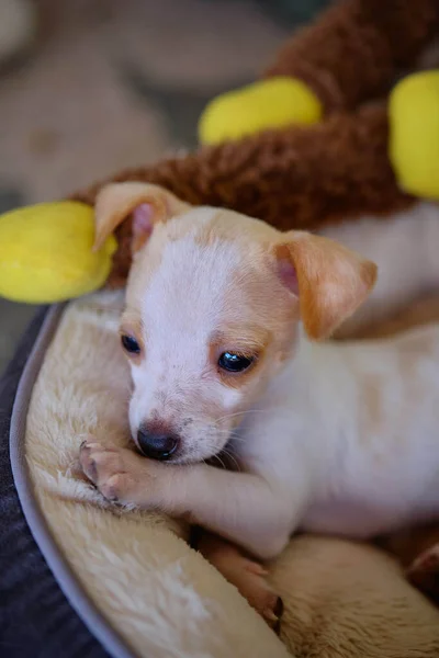 Portrait Adorable Pinscher Puppy Small Bed Blurry Background — Zdjęcie stockowe