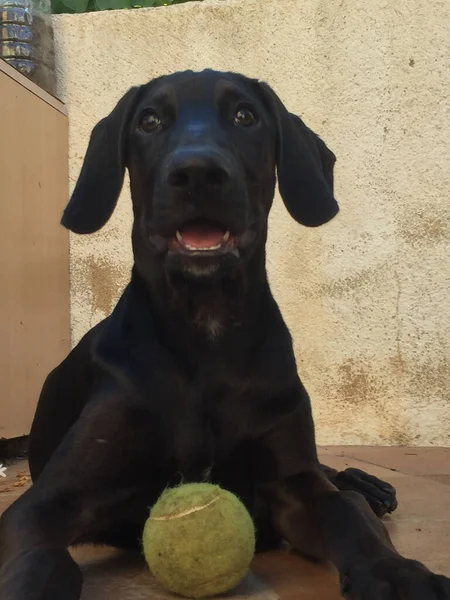 Vertical Shot Cute Black Dog Laying Ground Yellow Tennis Ball — стоковое фото