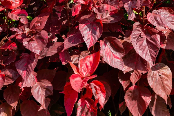 Een Close Shot Van Rode Bladeren Van Croton Plant Groeiend — Stockfoto