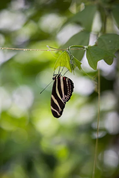 Bitki Yaprağı Üzerinde Siyah Beyaz Çizgili Bir Kelebek Bokeh Doğa — Stok fotoğraf