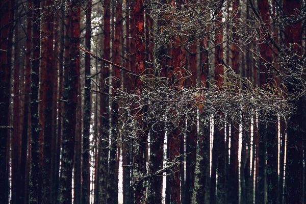 Scenic View Autumn Forest Curonian Spit Lithuania — Stock Photo, Image