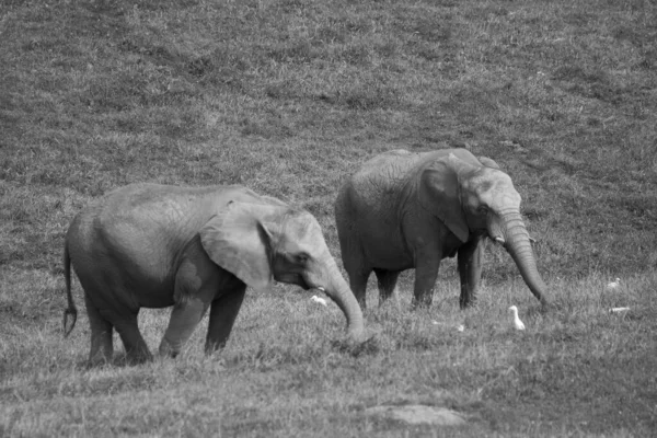 Una Toma Escala Grises Dos Elefantes Caminando Campo — Foto de Stock