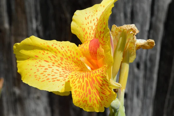Primer Plano Una Flor Amarilla Jardín Durante Día — Foto de Stock