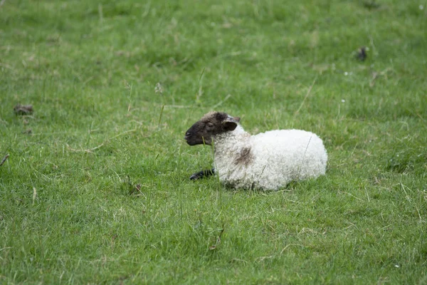 Çimlerin Üzerinde Dinlenen Bir Koyunun Gündüz Görüntüsü — Stok fotoğraf