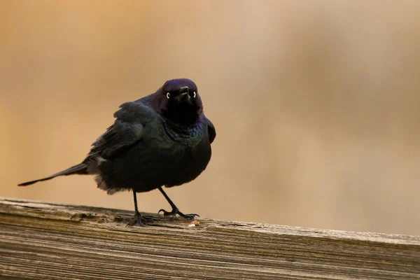 Selective Focus Shot Brewer Blackbird Looking Camera While Perched Rustic — Stock Photo, Image
