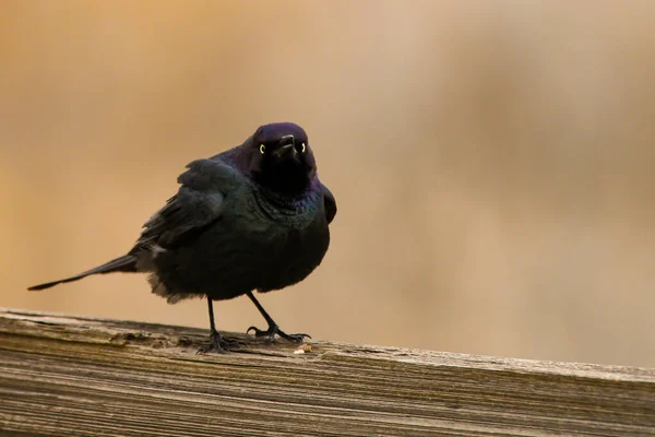 Selektiv Fokusbild Brewer Blackbird Som Tittar Kameran Medan Den Sitter — Stockfoto