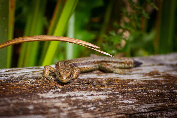 Tiro Perto Lagarto Verde — Fotografia de Stock