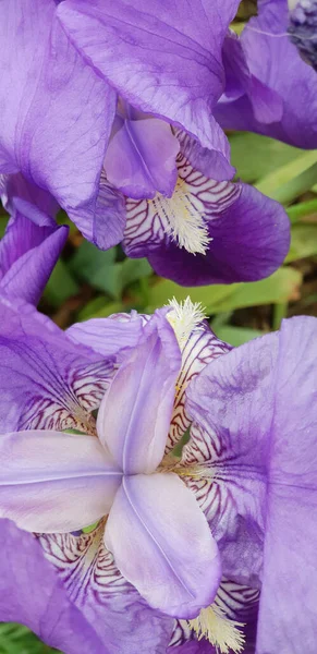 Vertical Shot Beautiful Purple Iris Flowers Growing Garden Bright Summer — Foto de Stock