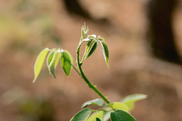 Close Shot Young Plant Flourishing Being Hit Sun Rays Delicate — 스톡 사진