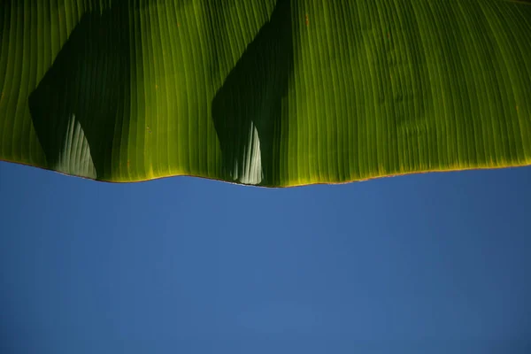 Tiro Close Uma Folha Bananeira — Fotografia de Stock