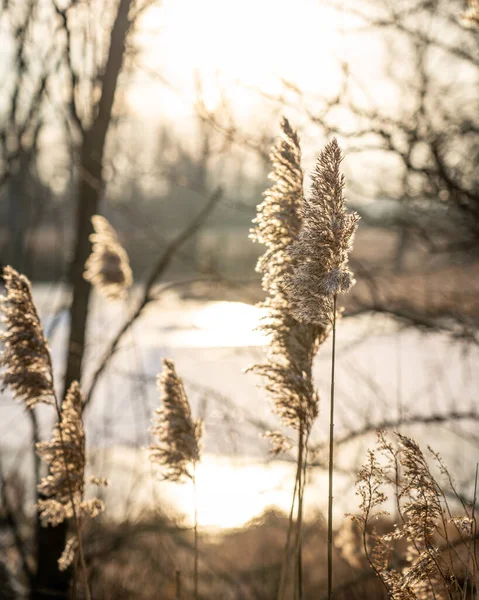 Hermoso Primer Plano Una Mañana Invierno Campo — Foto de Stock