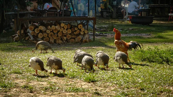 田舎の太陽の下での農場のフィールド上でのグイネフクロウと鶏の閉鎖 — ストック写真