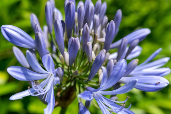 Primer Plano Hermosos Lirios Azules Del Nilo —  Fotos de Stock