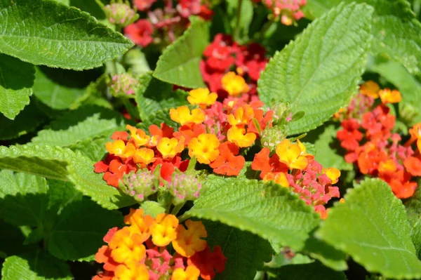 Beautiful Shot Colorful Little Flowers Garden Sunlight — Φωτογραφία Αρχείου