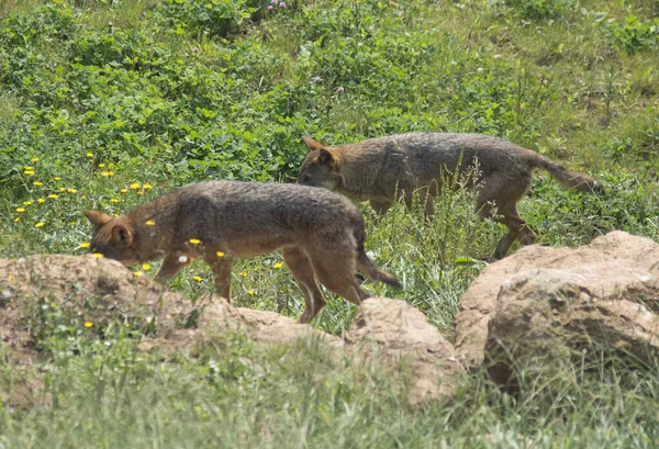 スペインを歩く2匹のシベリアオオカミの美しい景色 — ストック写真